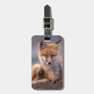 Rotfuchs, Vulpes vulpes, Jungtier kratzt sich, Gepäckanhänger