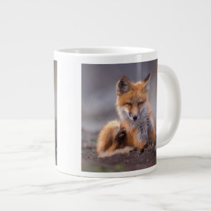 Rotfuchs, Vulpes vulpes, Jungtier kratzt sich, Jumbo-Tasse