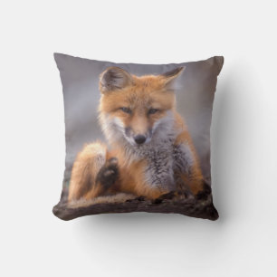 Rotfuchs, Vulpes vulpes, Jungtier kratzt sich, Kissen