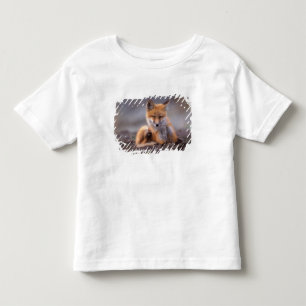 Rotfuchs, Vulpes vulpes, Jungtier kratzt sich, Kleinkind T-shirt
