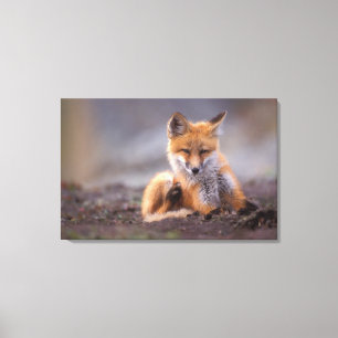 Rotfuchs, Vulpes vulpes, Jungtier kratzt sich, Leinwanddruck