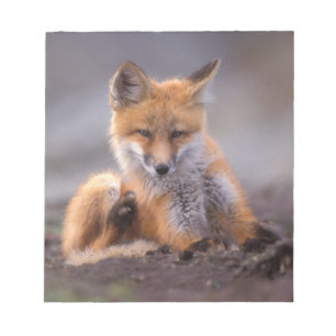 Rotfuchs, Vulpes vulpes, Jungtier kratzt sich, Notizblock