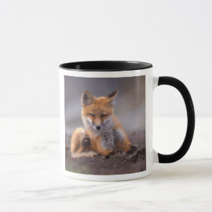 Rotfuchs, Vulpes vulpes, Jungtier kratzt sich, Tasse