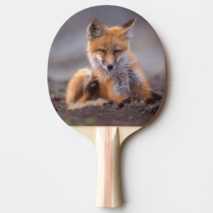 Rotfuchs, Vulpes vulpes, Jungtier kratzt sich, Tischtennis Schläger