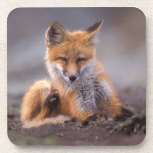 Rotfuchs, Vulpes vulpes, Jungtier kratzt sich, Untersetzer
