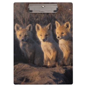 Rotfuchs, Vulpes vulpes, Jungtiere Klemmbrett