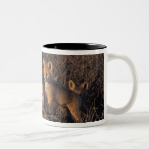 Rotfuchs, Vulpes vulpes, Jungtiere Zweifarbige Tasse