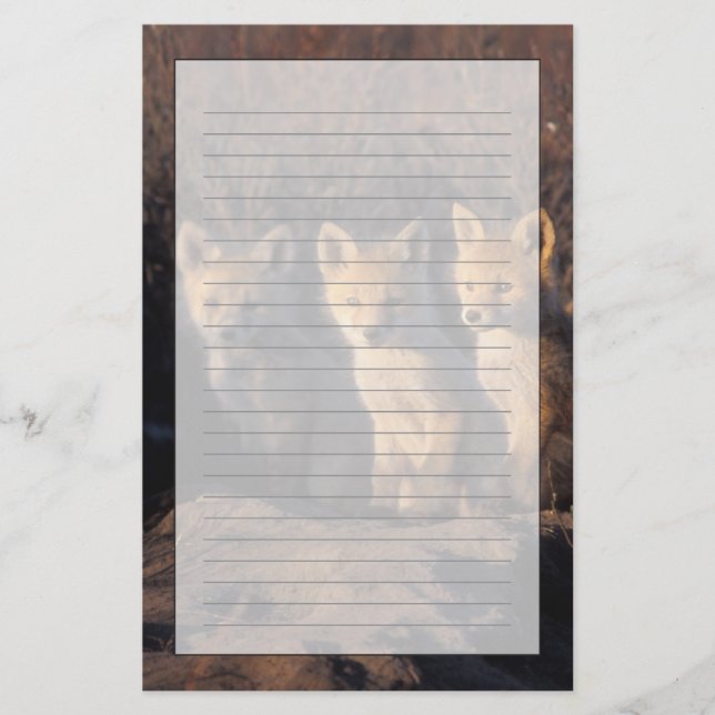 Rotfuchs, Vulpes vulpes, Kits Briefpapier (Vorderseite)