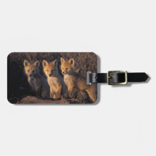 Rotfuchs, Vulpes vulpes, Kits Gepäckanhänger