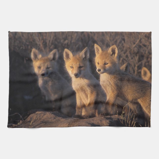 Rotfuchs, Vulpes vulpes, Kits Küchentuch (Horizontal)