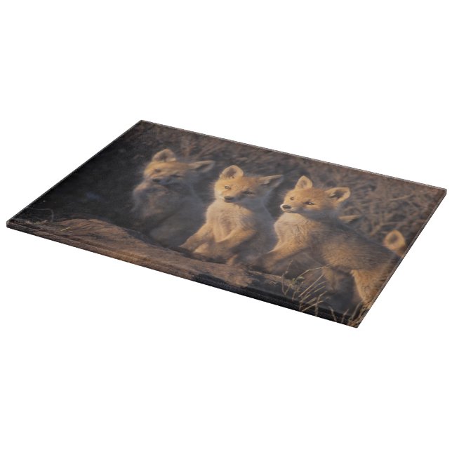 Rotfuchs, Vulpes vulpes, Kits Schneidebrett (Ecke)