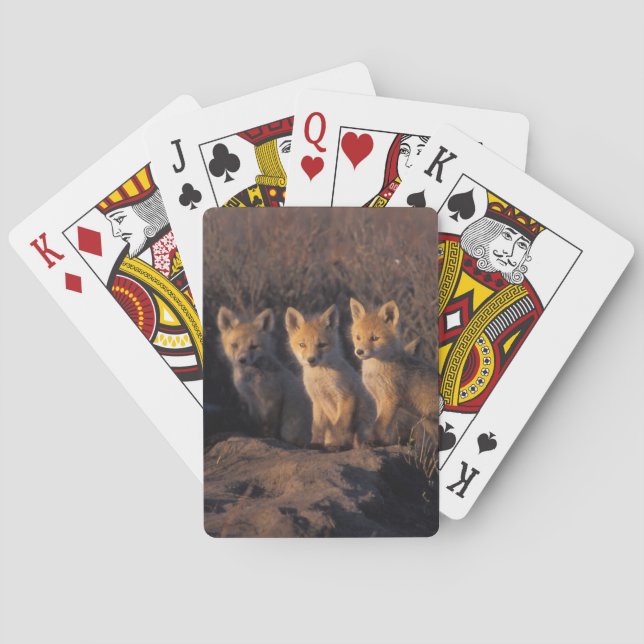 Rotfuchs, Vulpes vulpes, Kits Spielkarten (Rückseite)