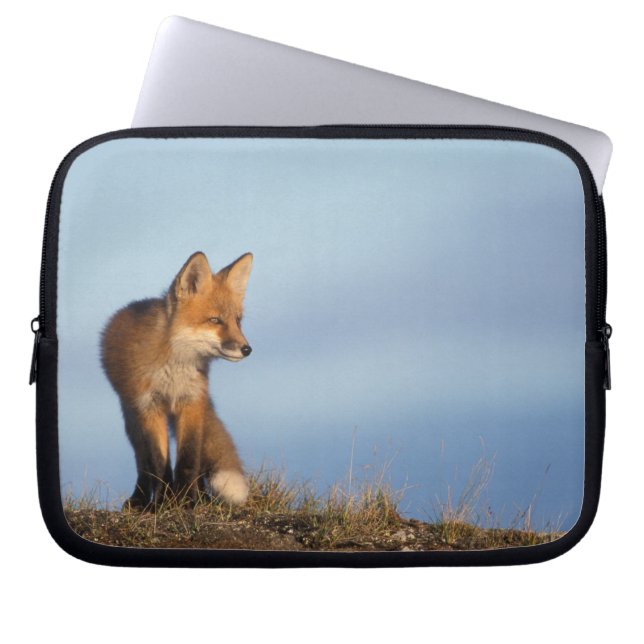 Rotfuchs, Vulpes vulpes Laptopschutzhülle (Vorderseite)