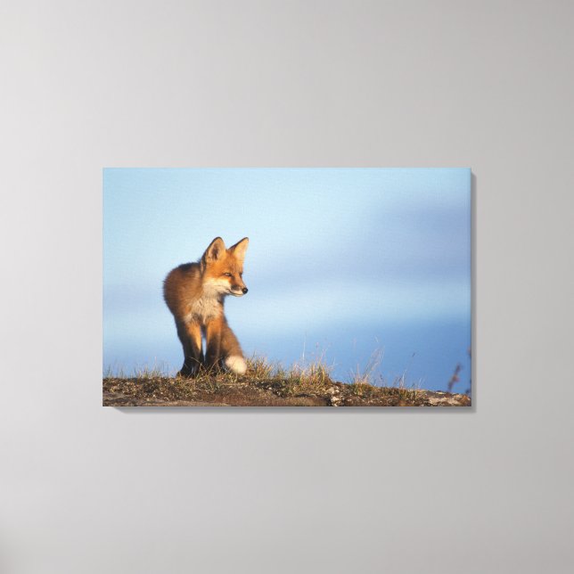 Rotfuchs, Vulpes vulpes Leinwanddruck (Vorderseite)