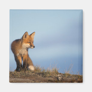 Rotfuchs, Vulpes vulpes Magnet