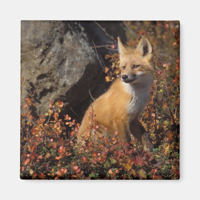 Rotfuchs, Vulpes vulpes Magnet (Vorne)