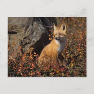 Rotfuchs, Vulpes vulpes Postkarte