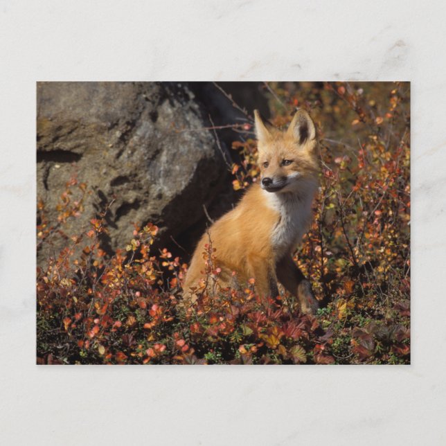 Rotfuchs, Vulpes vulpes Postkarte (Vorderseite)