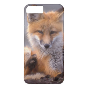 Rotfuchs, Vulpes vulpes, sich selbst kratzen, iPhone 8 Plus/7 Plus Hülle