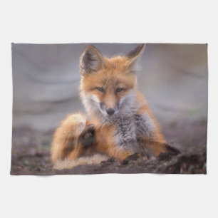 Rotfuchs, Vulpes vulpes, sich selbst kratzen, Handtuch