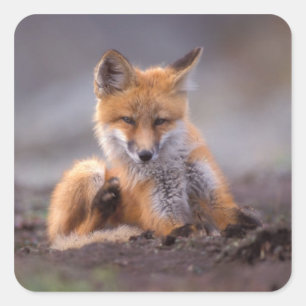 Rotfuchs, Vulpes vulpes, sich selbst kratzen, Quadratischer Aufkleber