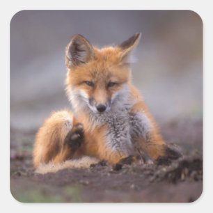 Rotfuchs, Vulpes vulpes, sich selbst kratzen, Quadratischer Aufkleber