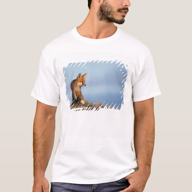 Rotfuchs, Vulpes vulpes T-Shirt (Vorderseite)