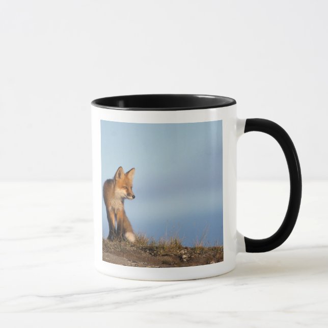 Rotfuchs, Vulpes vulpes Tasse (Rechts)