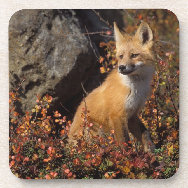 Rotfuchs, Vulpes vulpes Untersetzer (Vorderseite)