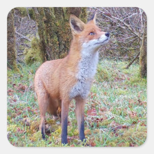 Rotfuchs-Wald-Wildnis-Wald-Tier-Natur-Kunst Quadratischer Aufkleber