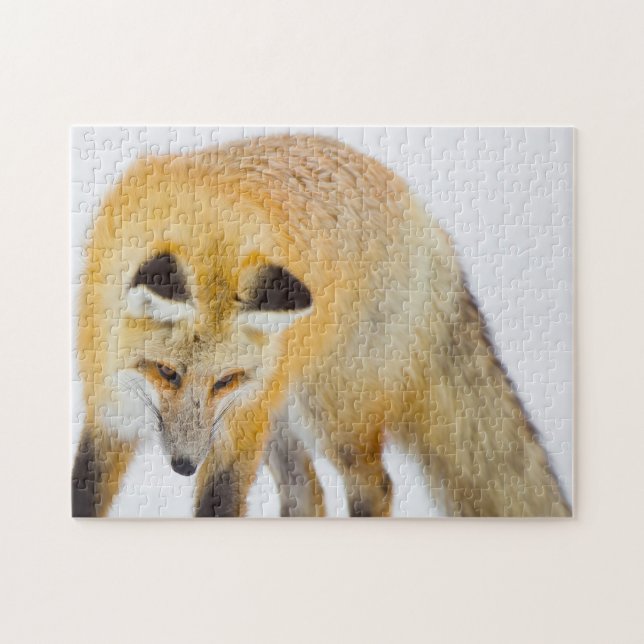 Rotfuchs Wyoming. (Horizontal)