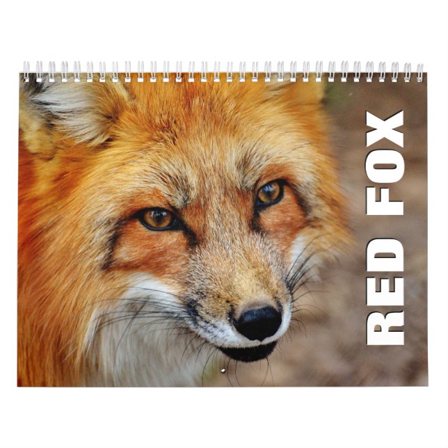 Rotfüchse - Mauerkalender Kalender (Titelbild)