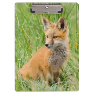 Rotfuchsjunges im Gras nahe dem Bau Klemmbrett