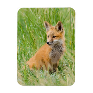 Rotfuchsjunges im Gras nahe dem Bau Magnet