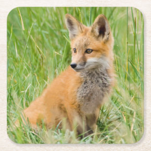 Rotfuchsjunges im Gras nahe dem Bau Rechteckiger Pappuntersetzer
