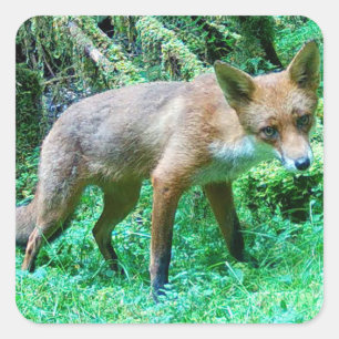 Rotfuchsjunges Niedliches Waldwildnis Waldkunst Quadratischer Aufkleber