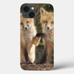 Rotfuchsjunges vor dem Bau (Vulpes vulpes) title_seo2