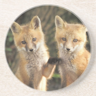 Rotfuchsjunges vor dem Bau (Vulpes vulpes) Getränkeuntersetzer
