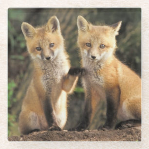 Rotfuchsjunges vor dem Bau Vulpes vulpes Glasuntersetzer