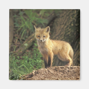 Rotfuchsjunges vor dem Bau (Vulpes vulpes) Magnet
