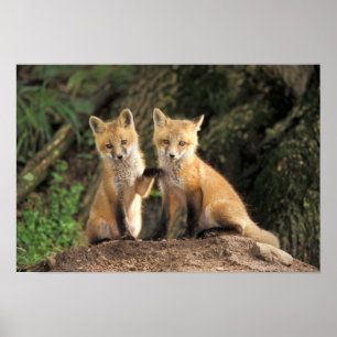Rotfuchsjunges vor dem Bau (Vulpes vulpes) Poster