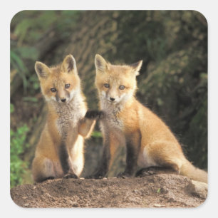 Rotfuchsjunges vor dem Bau (Vulpes vulpes) Quadratischer Aufkleber