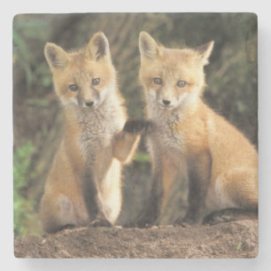 Rotfuchsjunges vor dem Bau (Vulpes vulpes) Steinuntersetzer