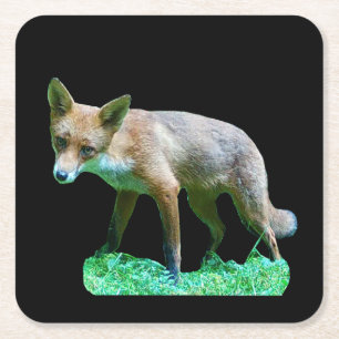 Rotfuchsjunges Waldlandschaft Wildtier Forst Szene Rechteckiger Pappuntersetzer