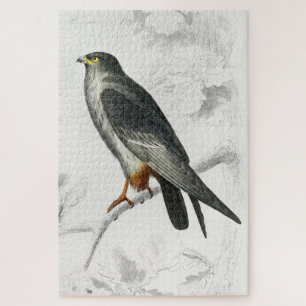 Rotfußfalke Illustration Vintage Kunst Druck