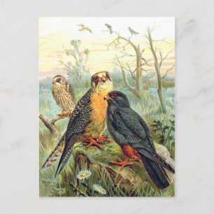 Rotfußfalke Postkarte