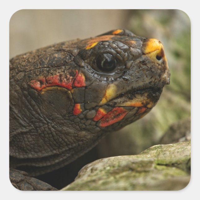 Rotfußschildkröte Quadratischer Aufkleber (Vorderseite)