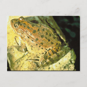 Rotgeburtfrosch Postkarte
