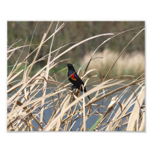 Rotgeflügelte Amsel Fotodruck