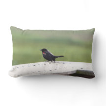 Rotgeflügelte Amsel